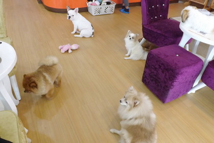 犬たち
